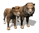 Gif animé lionnes